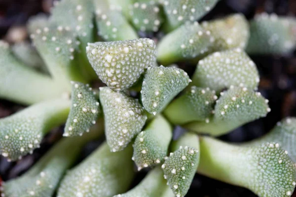Blätter Der Sukkulenten Eispflanze Aloinopsis Luckhoffii — Stockfoto