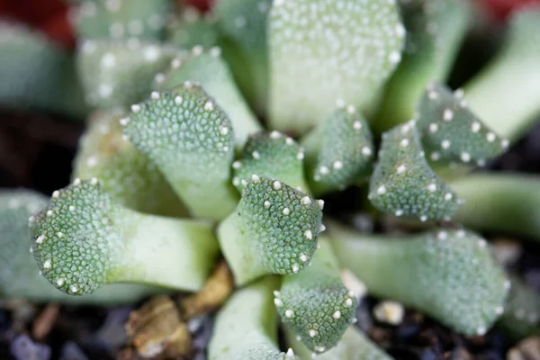 Blätter Der Sukkulenten Eispflanze Aloinopsis Luckhoffii — Stockfoto