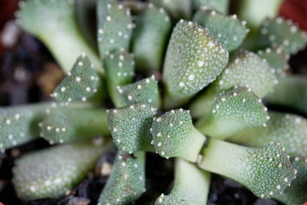 Листья Сочного Ледяного Растения Aloinopsis Luckhoffii — стоковое фото