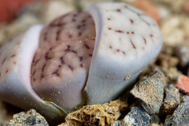 Yaşayan taş, Lithops schwantesii, Namibya 'dan, bölge C190