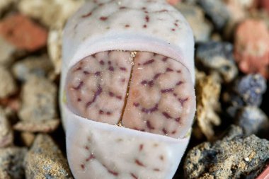 Yaşayan taş, Lithops schwantesii, Namibya 'dan, bölge C190