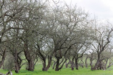 Çayırda yaprakları olmayan yaşlı elma ağaçları ve gri gökyüzü. 