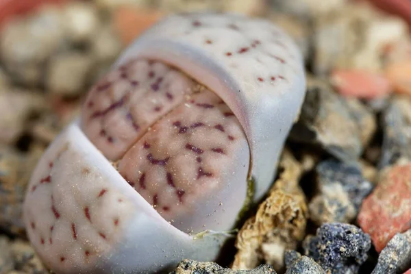 Levende Steen Lithops Schwantesii Uit Namibië Gebied C190 — Stockfoto