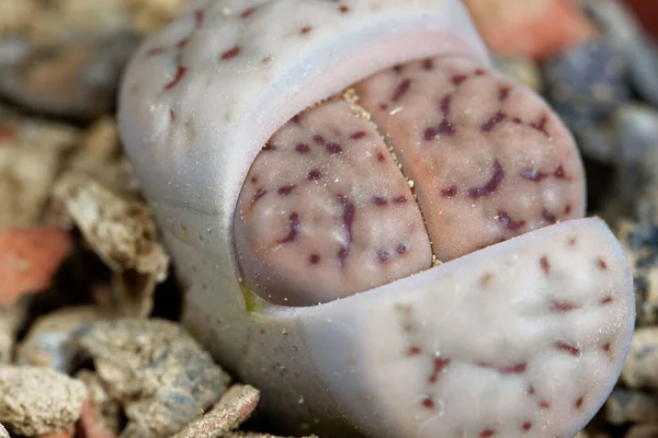 Levende Steen Lithops Schwantesii Uit Namibië Gebied C190 — Stockfoto