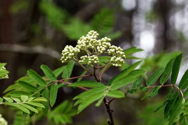 Flores Rowan Sorbus Aucuparia Con Hojas —  Fotos de Stock