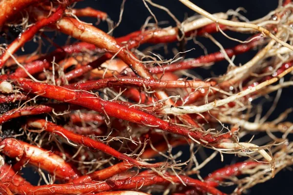 Φρέσκες Ρίζες Ενός Κόκκινου Φασκόμηλου Χώμα Κήπου Salvia Miltiorrhiza Ένα — Φωτογραφία Αρχείου