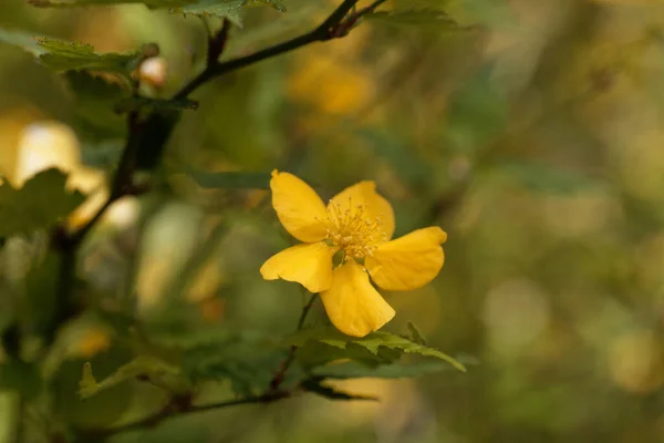 Flor Arbusto Calêndula Japonês Kerria Japonica — Fotografia de Stock