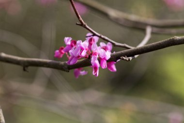 Doğu kırmızı tomurcuk ağacının çiçekleri, Cercis canadensis. 