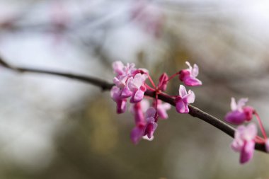 Doğu kırmızı tomurcuk ağacının çiçekleri, Cercis canadensis. 