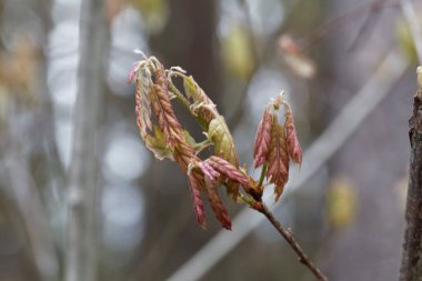 Kuzey meşe ağacından taze lahanalar, Quercus rubra