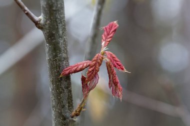 Kuzey meşe ağacından taze lahanalar, Quercus rubra