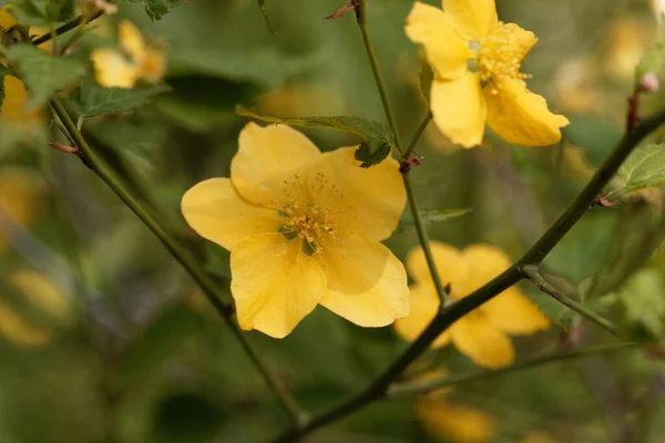 Flor Arbusto Calêndula Japonês Kerria Japonica — Fotografia de Stock