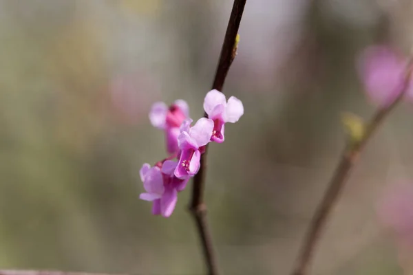 Kwiaty Wschodniego Czerwonego Pąka Cercis Canadensis — Zdjęcie stockowe