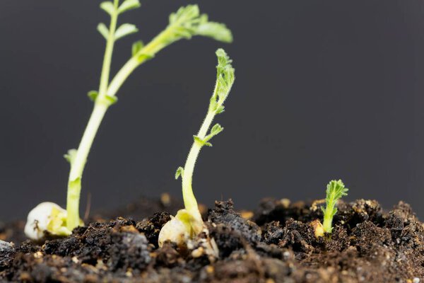 Растение из гороха, Cicer arietinum, с черным фоном
. 