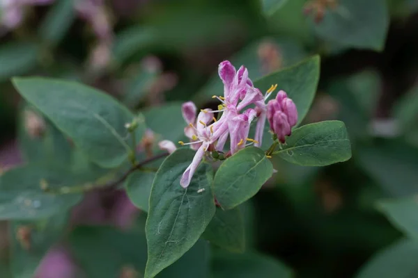 Bloem Van Een Tataarse Kamperfoelie Bush Lonicera Tatarica — Stockfoto