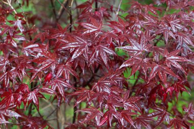 Japon akçaağaç yaprakları, Acer palmatum. 