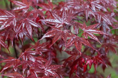 Japon akçaağaç yaprakları, Acer palmatum. 