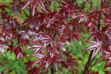 Japon akçaağaç yaprakları, Acer palmatum. 