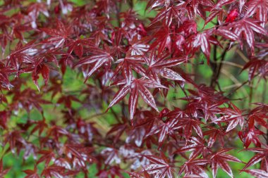 Japon akçaağaç yaprakları, Acer palmatum. 