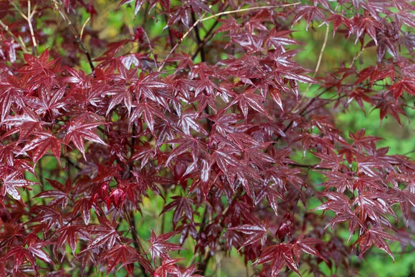 Red leaves of a Japanese maple tree, Acer palmatum.