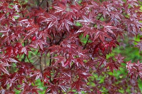 Foglie Rosse Acero Giapponese Acer Palmatum — Foto Stock