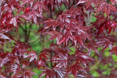 Japon akçaağaç yaprakları, Acer palmatum. 