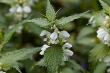 Isırgan otunun çiçekleri, Lamium albümü. 