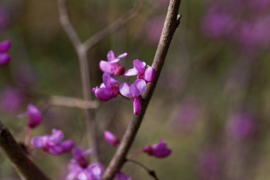 Çin kırmızı tomurcuk ağacı çiçekleri, Cercis chinensis. 