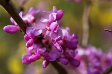 Çin kırmızı tomurcuk ağacı çiçekleri, Cercis chinensis. 