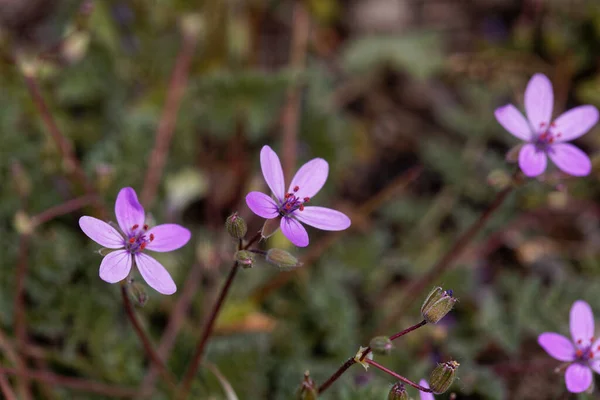 Blomma Rödstam Filaree Erodium Cicutarium — Stockfoto