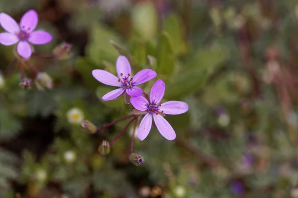 Fleur Une Plante Filarée Tige Rouge Erodium Cicutarium — Photo