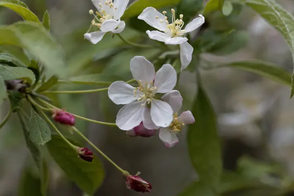 Blüten Eines Toringo Krabbenbaums Malus Sieboldii — Stockfoto