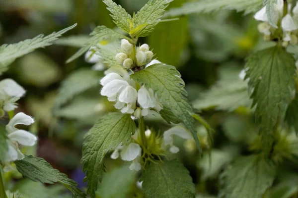 Muildier Moet Continent Stockfoto's van Witte dovenetel, rechtenvrije afbeeldingen van Witte dovenetel | Depositphotos Muildier Moet Continent Stockfoto's van Witte dovenetel, rechtenvrije afbeeldingen van Witte dovenetel | Depositphotos