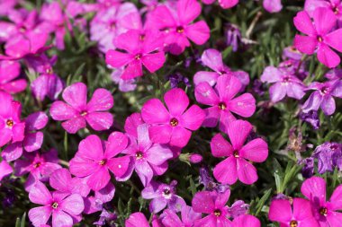 Plox 'un çiçekleri, Phlox douglasii.