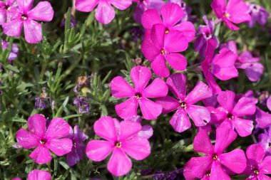 Plox 'un çiçekleri, Phlox douglasii.