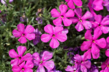 Plox 'un çiçekleri, Phlox douglasii.