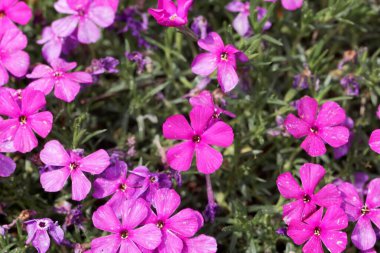 Plox 'un çiçekleri, Phlox douglasii.