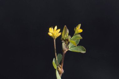 Küçük bir yonca çiçeği, Medicago minima, siyah bir arka planı var.. 