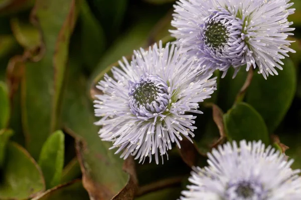 Flower Head Globe Daisy Globularia Nudicaulis — Stock Photo, Image