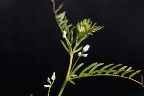 Квітка Волохатого Ветеринара Вічія Хірута Чорним Тлом — стокове фото