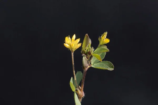 小丁香的花 Medicago Minima 有黑色背景 — 图库照片