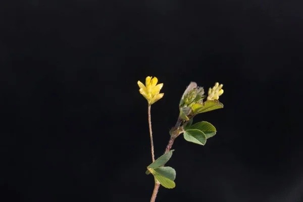 Kwiat Bur Koniczyny Minima Dla Medicagowacji Czarnym Tłem — Zdjęcie stockowe