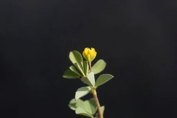 Λουλούδι Από Ένα Μικρό Τριφύλλι Medicago Minima Μαύρο Φόντο — Φωτογραφία Αρχείου