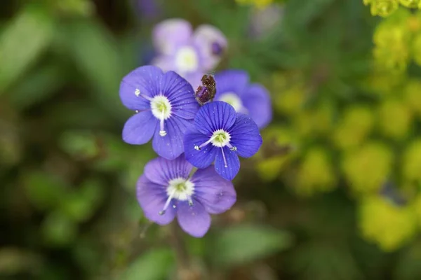 Λουλούδια Από Ένα Ρυπαρό Τρεχαντήρι Βερόνικα Peduncularis — Φωτογραφία Αρχείου