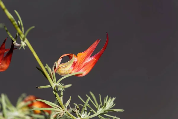 Kuş Ayağı Trefolil Lotus Maculatus Çiçeği Tenerife Den Bir Bitki — Stok fotoğraf