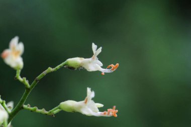 Sarı bir Buckeye ağacının Macro fotoğrafı, Aesculus flava