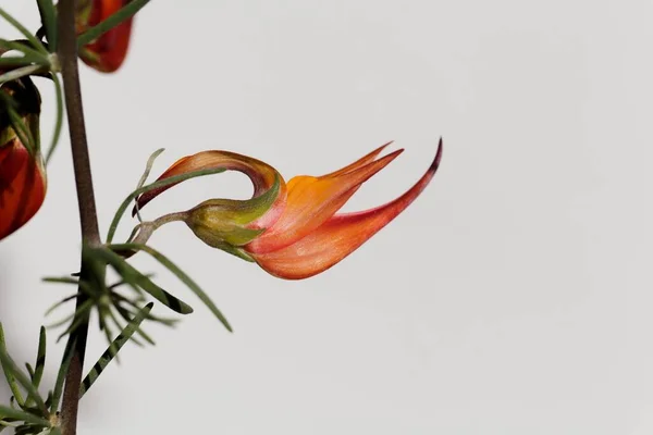 Flower of the bird foot trefoil Lotus maculatus, an endemic plant from Tenerife. With white background.