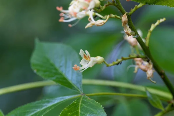 Makro Zdjęcie Żółtego Buckeye Drzewa Kwiat Aesculus Flava — Zdjęcie stockowe