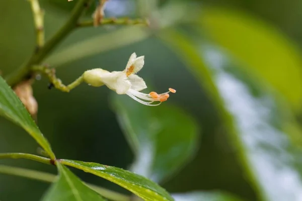 黄杨树花的巨幅照片 叶黄花 — 图库照片