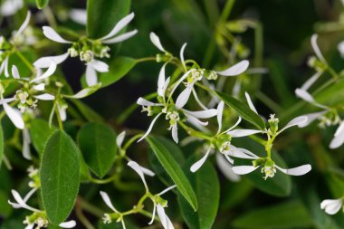 Bir otlağın çiçekleri, Euphorbia graminea. 
